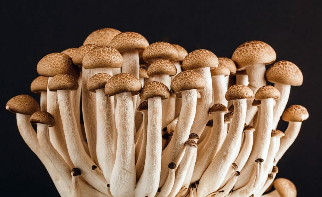 Benefits of Adding Mushrooms to Your Skincare Routine