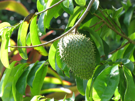 Health Benefits Of Soursop Leaves