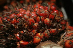 How to Prepare Delicious Banga Soup