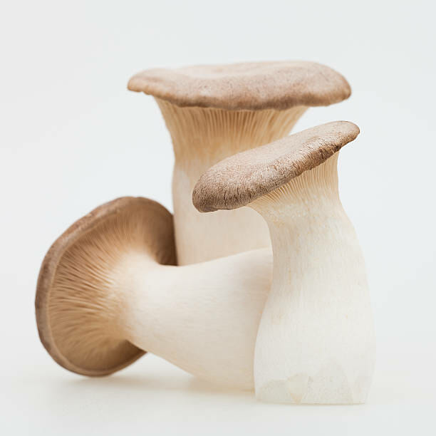 10 Important Types Of Mushrooms, Their Uses And Benefits - PottageOfHealth