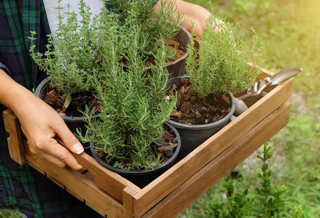 rosemary- Plants That Repel Mosquitoes