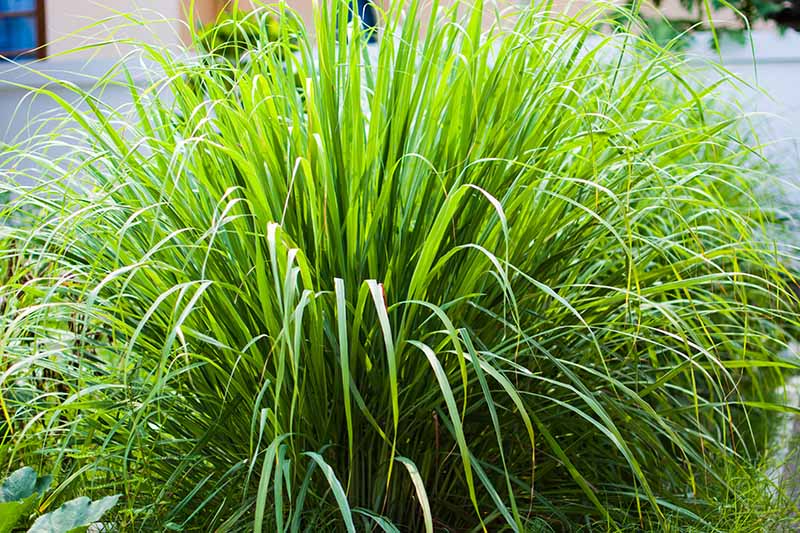 lemongrass- Plants That Repel Mosquitoes