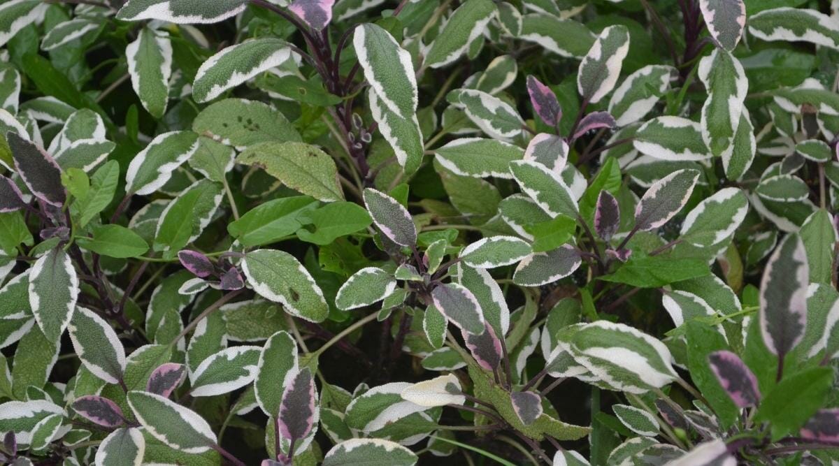 sage- Plants That Repel Mosquitoes