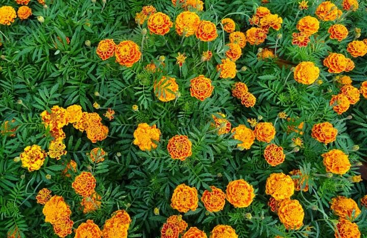 marigold- Plants That Repel Mosquitoes