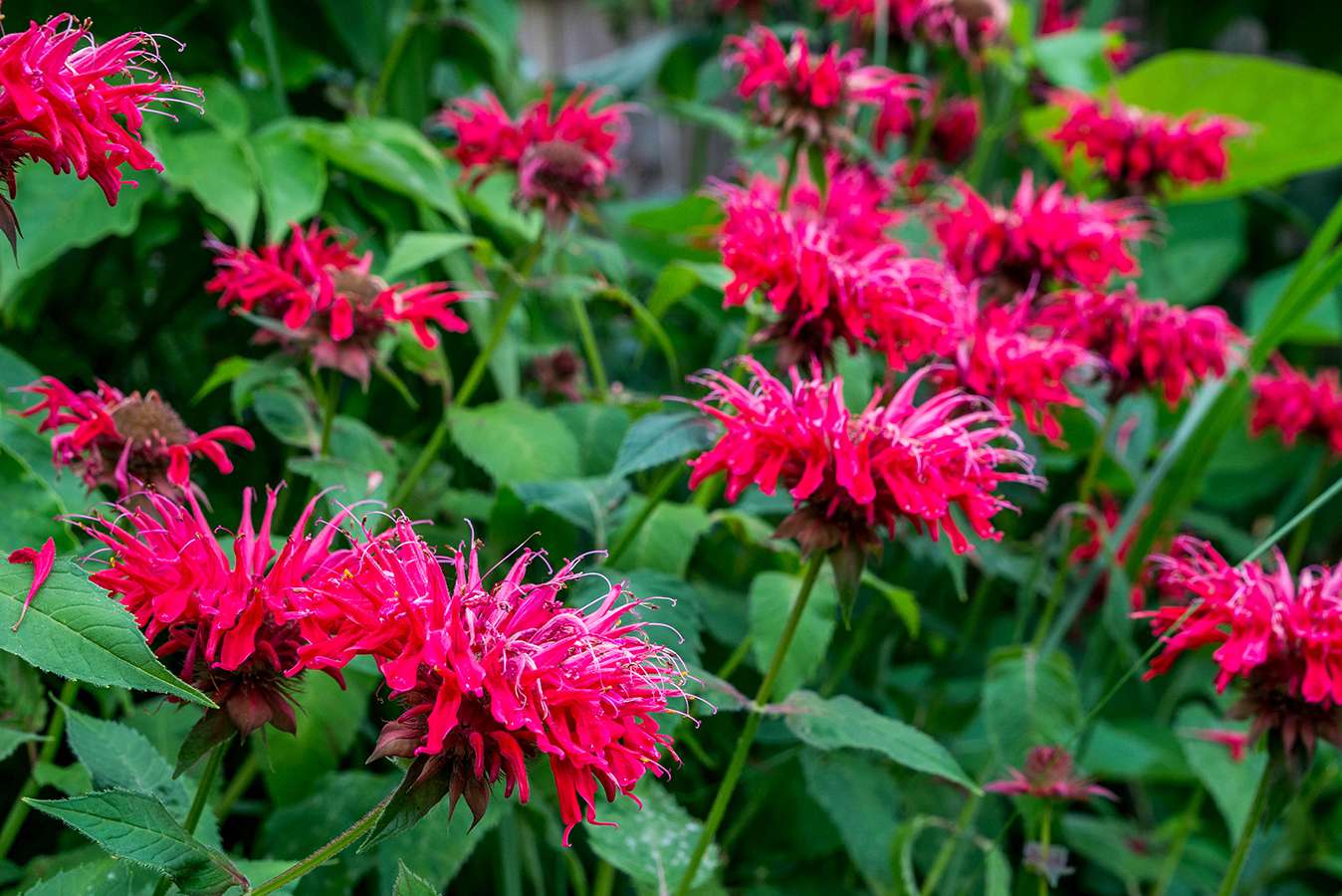 beebalm - Plants That Repel Mosquitoes