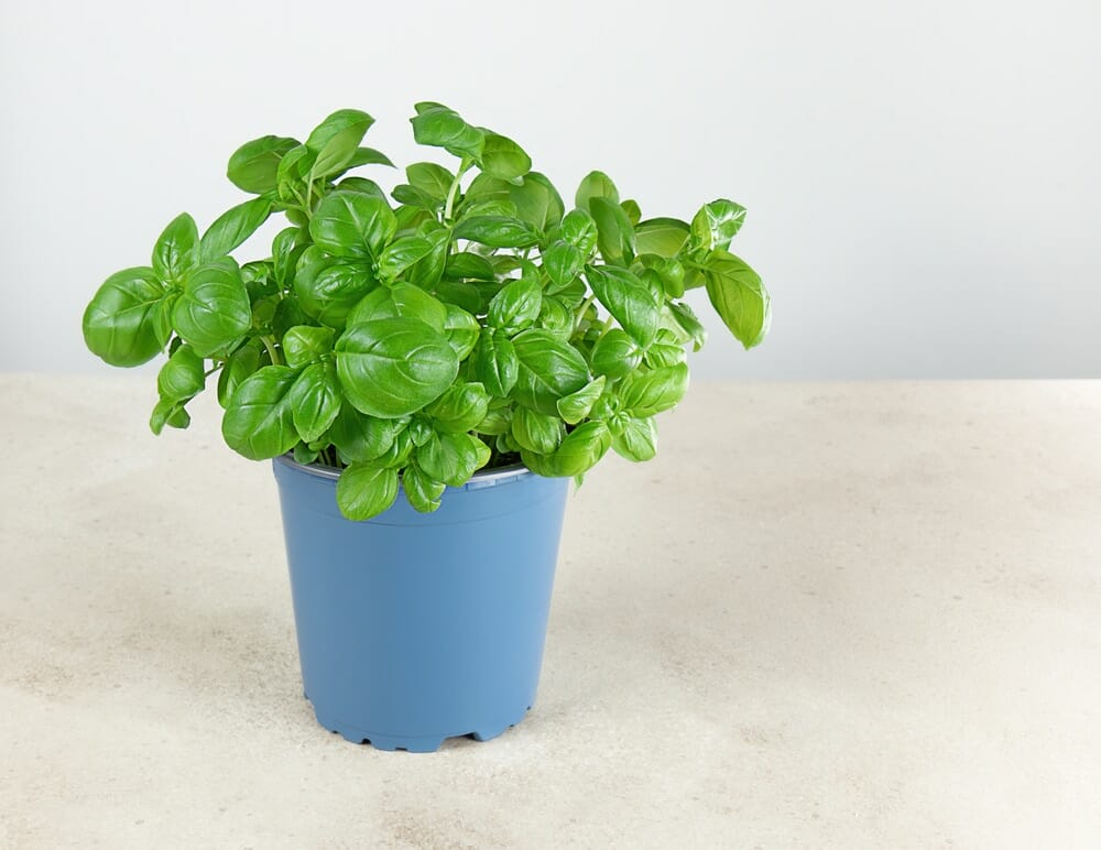 basil- Plants That Repel Mosquitoes