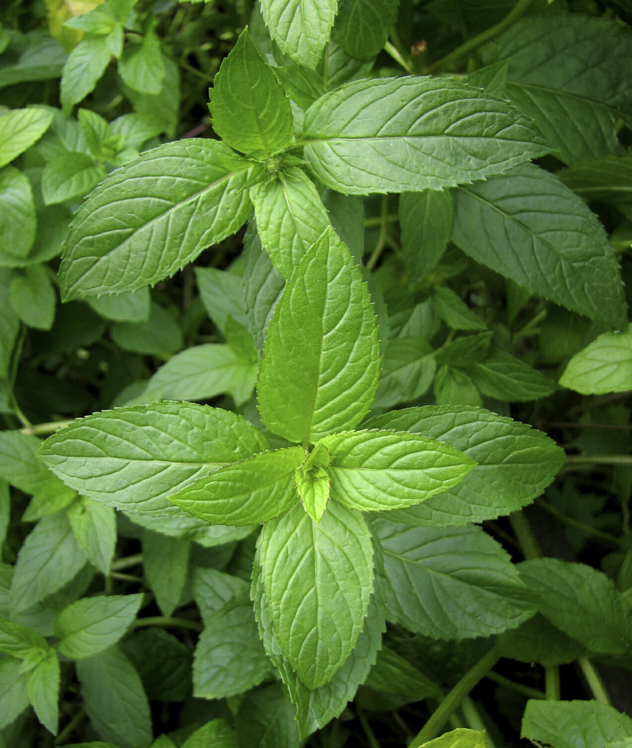 Plants That Repel Mosquitoes