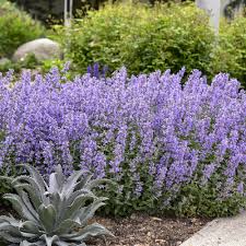 catmint- Plants That Repel Mosquitoes