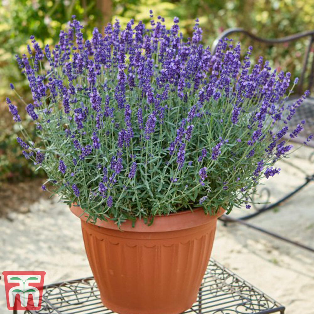 lavender- Plants That Repel Mosquitoes