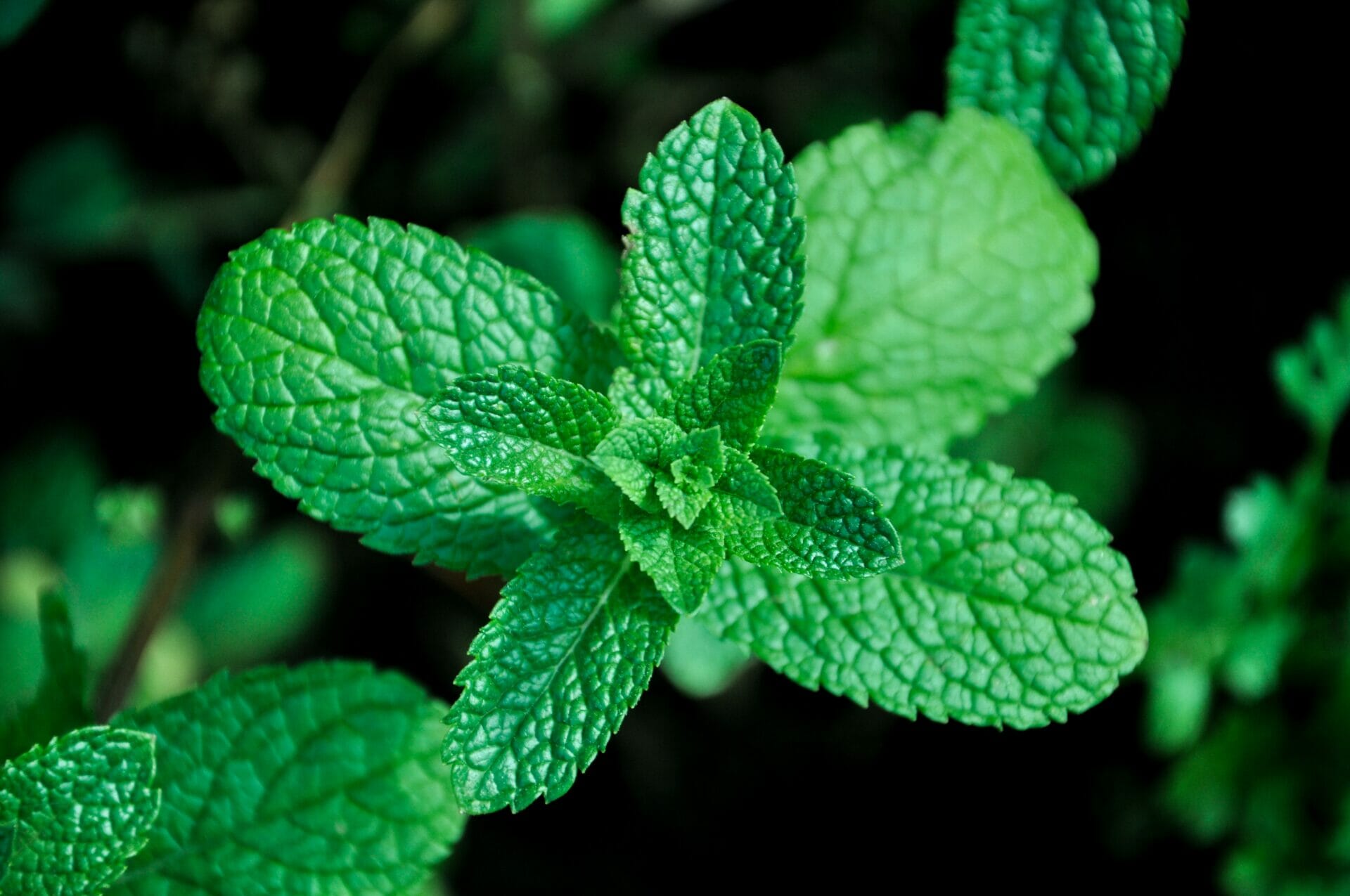 mint - Plants That Repel Mosquitoes