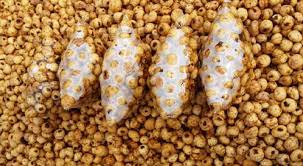 Health Benefits Of Tiger Nuts