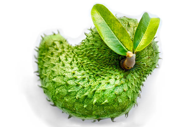 Health Benefits of Soursop Leaves
