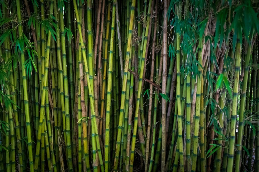 Bamboo Tee