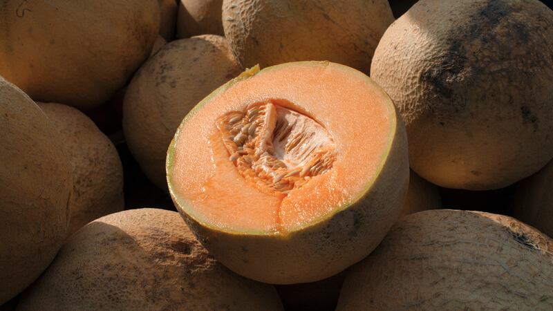 Salmonella outbreak linked to Cantaloupes in the US